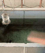 Animated GIF of a CPW high school intern assisting with field operations