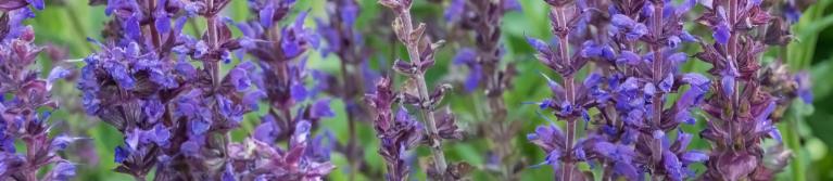 Purple lupine flower closeup